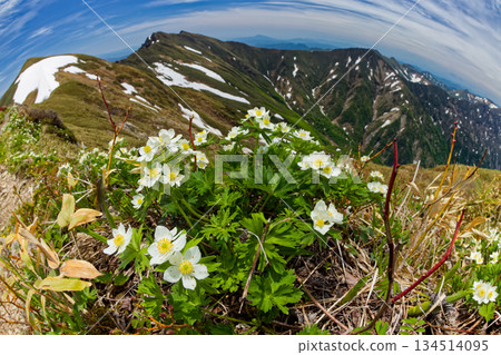 白色銀蓮花,以及一之倉山、谷川山和上越邊境的山脈(使用魚眼鏡頭拍攝) 白色銀蓮花,以及一之倉山、谷川山和上越邊境的山脈(使用魚眼鏡頭拍攝) 134514095