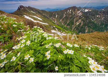 Anemone sieboldii colony on the Joetsu border ridge and the Tanigawa mountain range Anemone sieboldii colony on the Joetsu border ridge and the Tanigawa mountain range 134514096