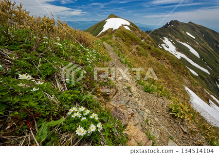 Anemone flowers on Mt. Mokura and the Tanigawa mountain range, Mt. Ichinokura and Mt. Tanigawa Anemone flowers on Mt. Mokura and the Tanigawa mountain range, Mt. Ichinokura and Mt. Tanigawa 134514104