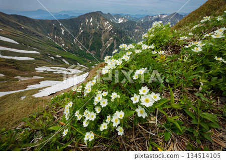 Anemone flowers on Mt. Mokura in the Tanigawa Mountain Range and the mountain range along the Joetsu border Anemone flowers on Mt. Mokura in the Tanigawa Mountain Range and the mountain range along the Joetsu border 134514105