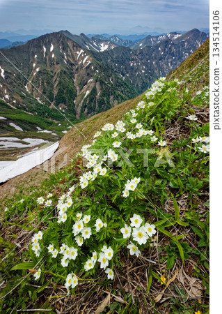 谷川山脈木倉山和上越邊境山脈上的銀蓮花 134514106