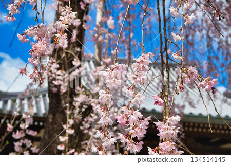 Beautiful cherry blossoms at Hokongoin Temple in Kyoto (Ukyo Ward, Kyoto City, Kyoto Prefecture) Beautiful cherry blossoms at Hokongoin Temple in Kyoto (Ukyo Ward, Kyoto City, Kyoto Prefecture) 134514145