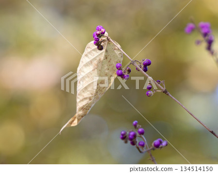 Dead leaves and fruits of the Japanese bush violet 134514150