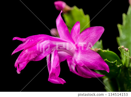 Magenta Christmas Cactus Flowers and Buds on Black Background Magenta Christmas Cactus Flowers and Buds on Black Background 134514153