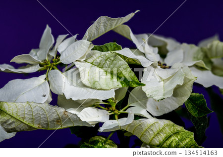 Modern White Poinsettia Contrast Against Vibrant Purple Background 134514163