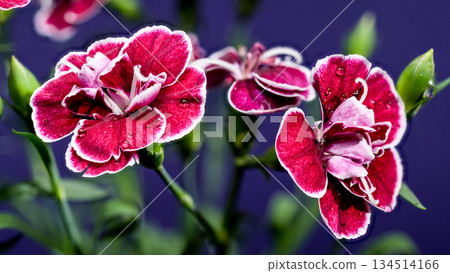 Deep crimson and pink carnations contrasting a dramatic purple background Deep crimson and pink carnations contrasting a dramatic purple background 134514166