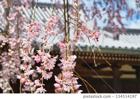 Beautiful cherry blossoms at Hokongoin Temple in Kyoto (Ukyo Ward, Kyoto City, Kyoto Prefecture) Beautiful cherry blossoms at Hokongoin Temple in Kyoto (Ukyo Ward, Kyoto City, Kyoto Prefecture) 134514197