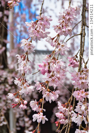 Beautiful cherry blossoms at Hokongoin Temple in Kyoto (Ukyo Ward, Kyoto City, Kyoto Prefecture) Beautiful cherry blossoms at Hokongoin Temple in Kyoto (Ukyo Ward, Kyoto City, Kyoto Prefecture) 134514211