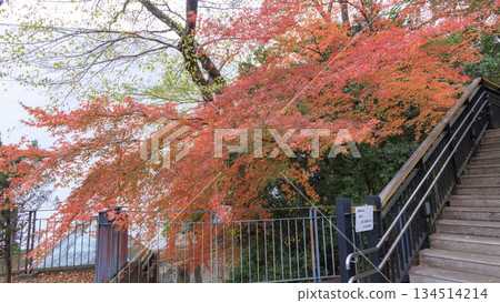 Autumn leaves at the harbor view hill 134514214