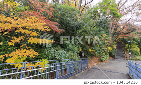海港景山上的秋葉 海港景山上的秋葉 134514216