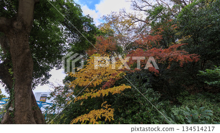 海港景山上的秋葉 134514217