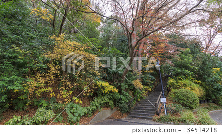 Autumn leaves at the harbor view hill 134514218