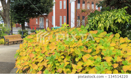 海港景山上的秋葉 134514220