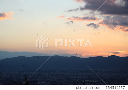 Dusk city and flying birds 134514257