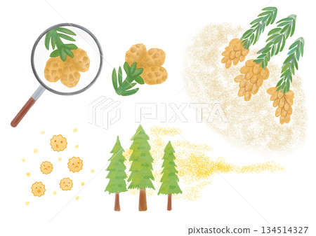 Illustration of cedar pollen dispersion and spread Illustration of cedar pollen dispersion and spread 134514327