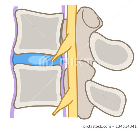 Structure of the intervertebral disc: Lumbar disc herniation Structure of the intervertebral disc: Lumbar disc herniation 134514341