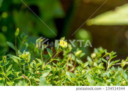The flowers of the yellow maidenhair tree have begun to bloom. 134514344