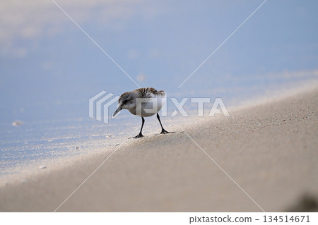 本年 本年 134514671