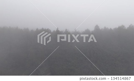 Asagiri Plateau │ Mysterious coniferous forest shrouded in mist │ Aerial view Asagiri Plateau │ Mysterious coniferous forest shrouded in mist │ Aerial view 134514867