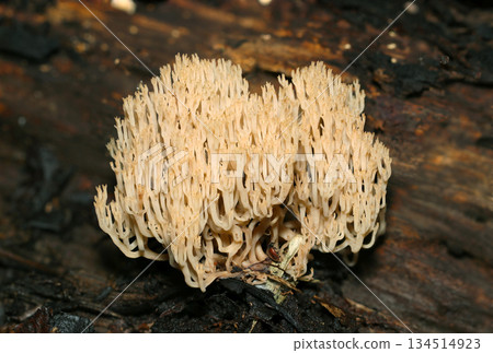 美麗茂盛的擬傘菌屬菇類(天然真菌菇),形狀像海洋的珊瑚(微距攝影) 美麗茂盛的擬傘菌屬菇類(天然真菌菇),形狀像海洋的珊瑚(微距攝影) 134514923