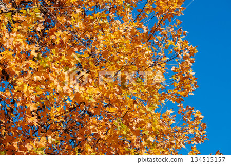 美麗的楓香樹葉映襯著蔚藍的秋日天空。 134515157