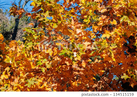 Beautiful autumn leaves of sweetgum against the blue autumn sky Beautiful autumn leaves of sweetgum against the blue autumn sky 134515159