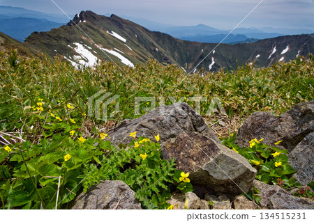 Violets on the summit of Mt. Mokura and a view of Mt. Tanigawa Violets on the summit of Mt. Mokura and a view of Mt. Tanigawa 134515231