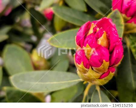 杜鵑花苞 ~春日~ 134515250