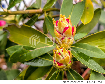 杜鵑花苞 ~春日~ 134515251