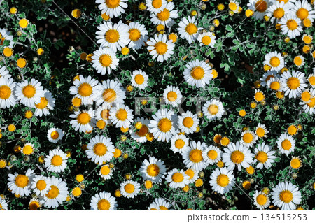 夏日花園裡盛開的菊科白花 134515253