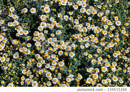 夏日花園裡盛開的菊科白花 134515260