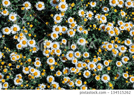 夏日花園裡盛開的菊科白花 134515262