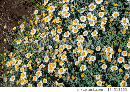 夏日花園裡盛開的菊科白花 134515263