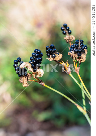 Black seeds of the bellflower that ripened in autumn 134515292