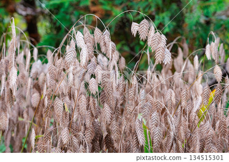 Autumn garden lily seeds 134515301