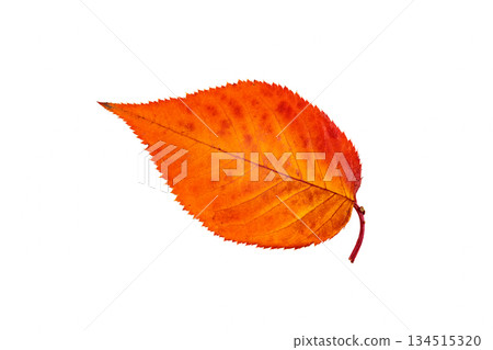Beautiful autumnal cherry leaves Beautiful autumnal cherry leaves 134515320