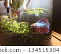 A red and blue half-moon betta fish looking out from its tank. 134515394