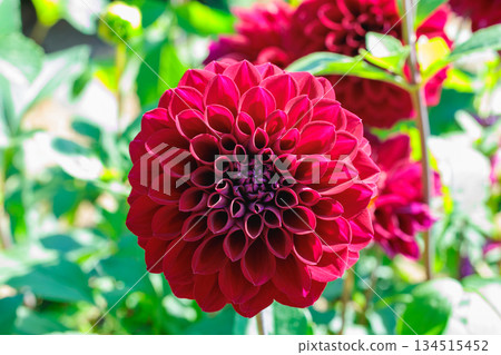 Close-up of beautiful red dahlia flower blooming in autumn garden Close-up of beautiful red dahlia flower blooming in autumn garden 134515452