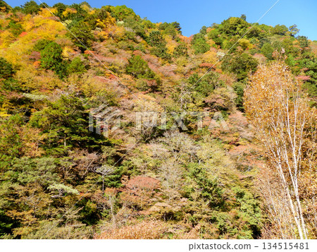 秋天的樹葉山谷山 秋天的樹葉山谷山 134515481