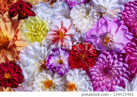 Beautiful dahlia flowers of different colors floating in water in a garden 134515491