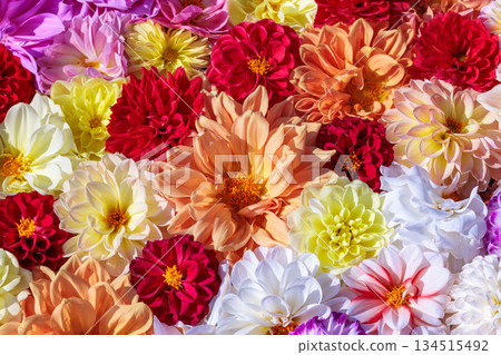 花園中水中漂浮著不同顏色的美麗大麗花 花園中水中漂浮著不同顏色的美麗大麗花 134515492