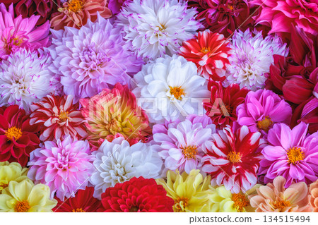 Beautiful dahlia flowers of different colors floating in water in a garden 134515494