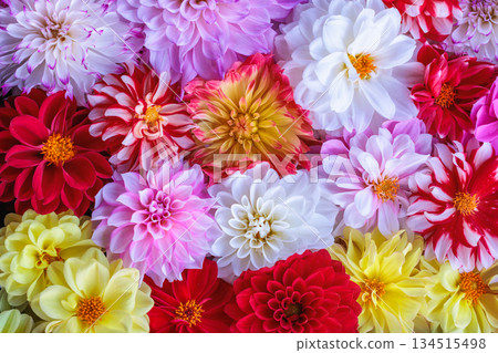 Beautiful dahlia flowers of different colors floating in water in a garden Beautiful dahlia flowers of different colors floating in water in a garden 134515498