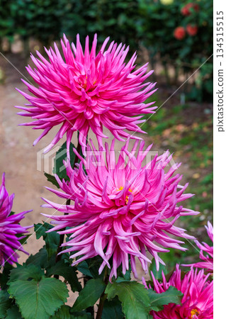 Beautiful pink dahlia flowers blooming in the garden 134515515