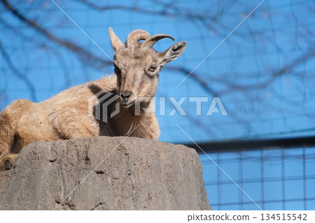 The majestic figure of an Atlas sheep standing against the blue sky 134515542