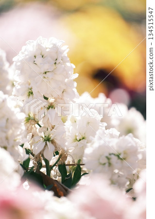 A group of pure white flowers bathed in the spring light. A gentle blur. A group of pure white flowers bathed in the spring light. A gentle blur. 134515547