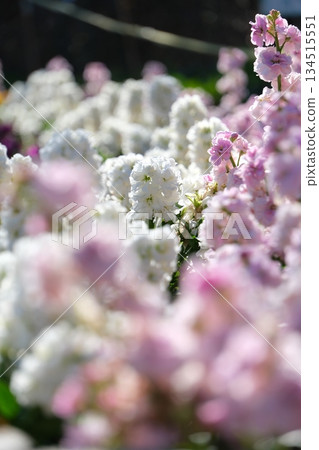 一片盛開的紫羅蘭花田，沐浴在夢幻般的散景和陽光中。 134515551