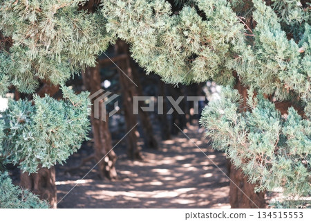 A forest path framed by coniferous leaves and sunlight filtering through the trees 134515553