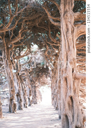 A fantastic tree tunnel enveloped in a mysterious light A fantastic tree tunnel enveloped in a mysterious light 134515554