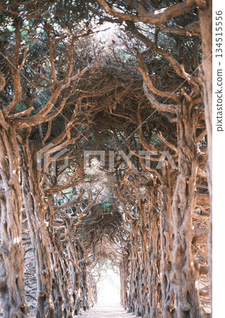 A mysterious tree tunnel created by intertwining branches A mysterious tree tunnel created by intertwining branches 134515556